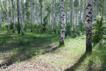 Birch grove with tree trunks and sunlight on green grass