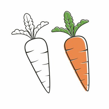 Carrot vector isolated on white with outline drawing 