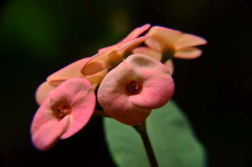 pink flower on black background