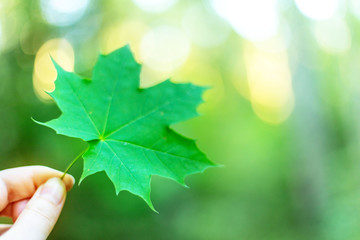 maple leaf in hand, bokeh