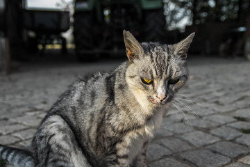 Alte Katze auf dem Reiterhof