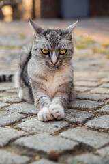 Alte Katze auf dem Reiterhof