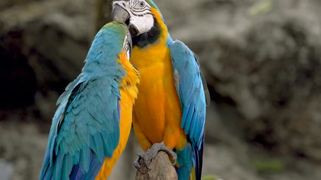 Colourful macaw