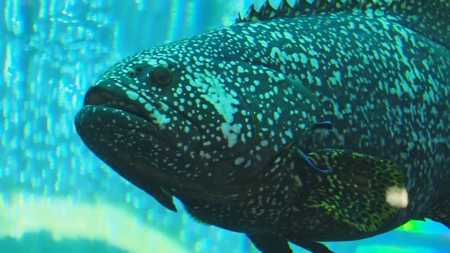 Floating Atlantic goliath grouper or itajara, Epinephelus itajara, also known as jewfish. Large saltwater fish.