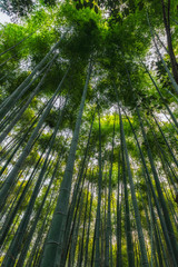 foresta bambu