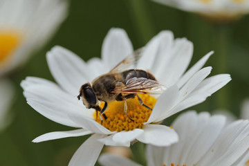 macro portrait of bee sitting on a white flower