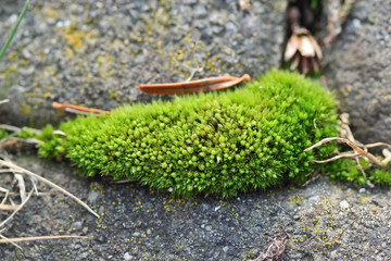 macro of green growth or weeds between stones
