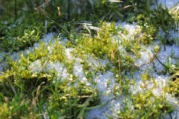 closeup of snowy grass and moss