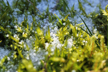closeup of snowy grass and moss