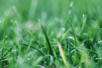 closeup of meadow showing single grass stalks
