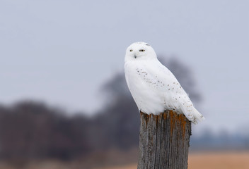 Snowy owl male perched on a wooden post at sunset in winter in Ottawa, Canada