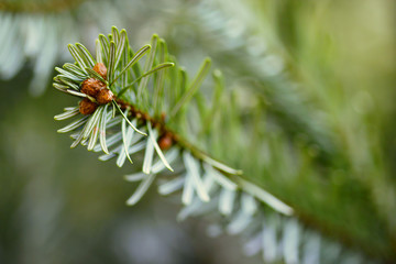 macro of branch with fir needles