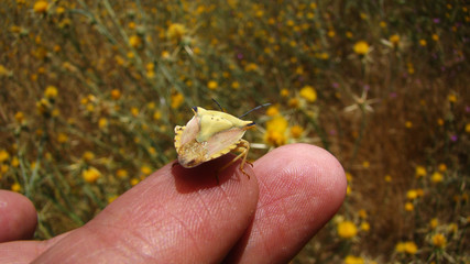 stink bug on the hand amazing camouflage insect  camouflage animal camouflage close up of insect...