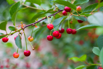 Obraz premium Red cherries with green leaves