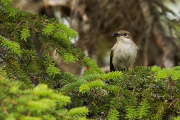 European pied flycatcher