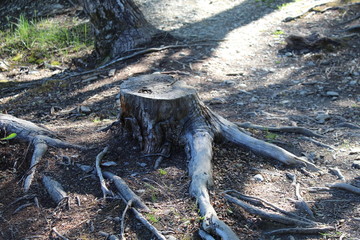 Old  roots  of  tree  trunk
