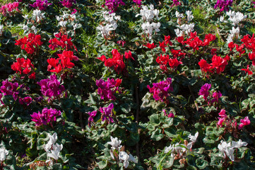 Fototapeta na wymiar flowers in the Park white red purple