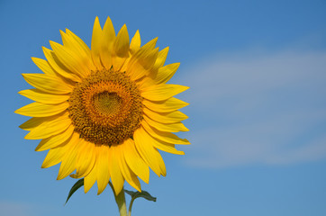 Sunflower outdoors