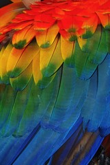 Fototapeta premium Ala de colores