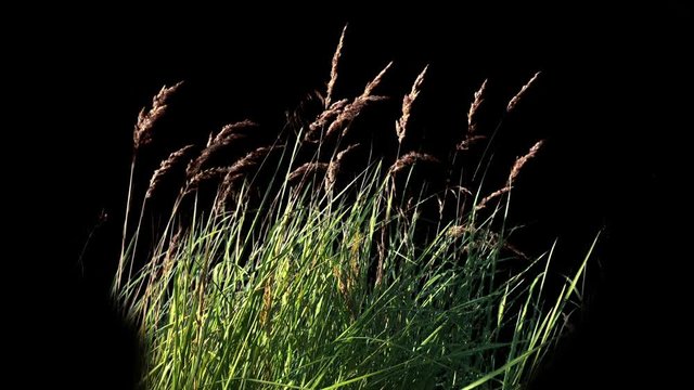  Grass Blowing On The Wind Isolated with alpha mask, Close up of High Grass, Wheat spikelets grass, green plants leaves, green plants are moving from wind