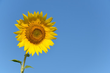 Sunflower outdoors