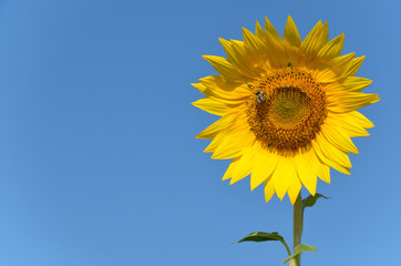 Sunflower outdoors