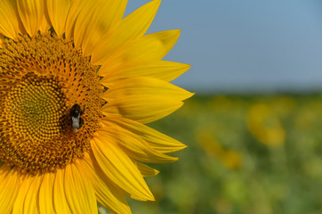 Sunflower outdoors