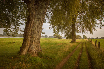 Fototapeta na wymiar Landschaft herbstlich Rheinauen Bäume