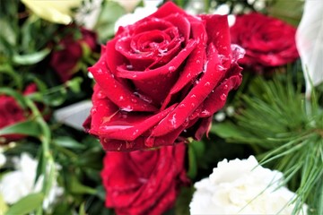 Rose/Blumen/Natur