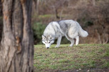 Fototapeta premium Young Husky dog sniffing on a tree outside