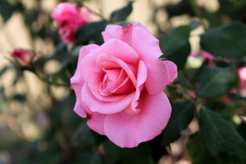 Asian Pink Rose