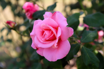 hybrid tea rose