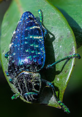 Colorful Madagascar Beetle
