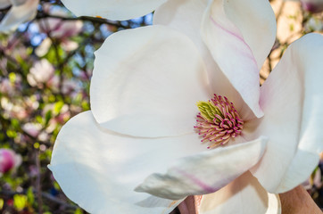 Close-up view of beautiful magnolia flowers in  spring