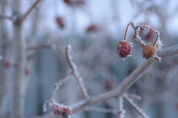 Berry rowan red and black, leaves and branches of trees under the snow.December 2018.Russia.