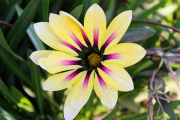 Fototapeta premium Osteospermum African daisies 2