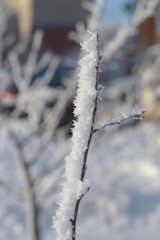 Berry rowan red and black, leaves and branches of trees under the snow.December 2018.Russia.