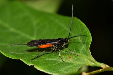 Braconid wasp seen at night resting on a tree leaf in Houston, TX.