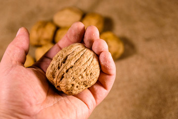 Walnut in a male hand above the sackcloth