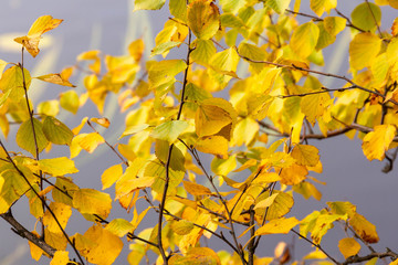 Autumn leaves on birch tree