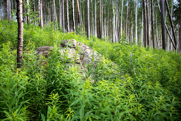 Rocks in the forest of Siberia
