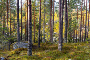 Pine forest in autumn