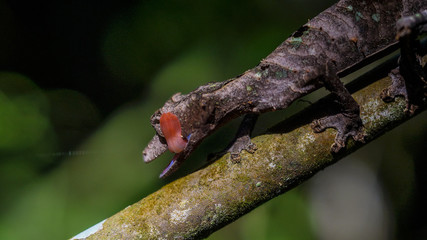 Leaf Tailed Gecko