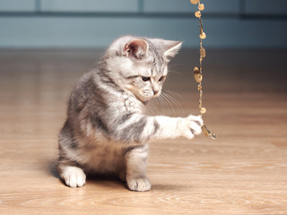Scottish straight kitten catching sparkling beads in kitchen.