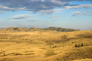 Fototapeta na wymiar Beautiful dry Mongolian steppe with mountains rising in the distance. Summer in the steppe.