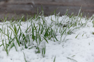 grass in snow