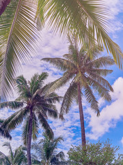Tropical plants against the blue sky with clouds