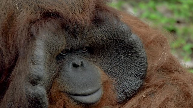 Orangutan