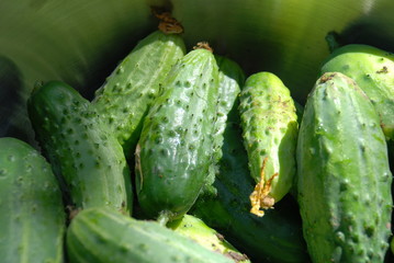Closeup of Cucumbers in a Bowl