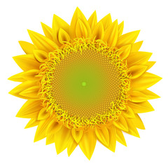 Vector and illustrations of sunflower on a white background isolated